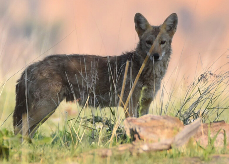 coyote-mexico-biodiversidad