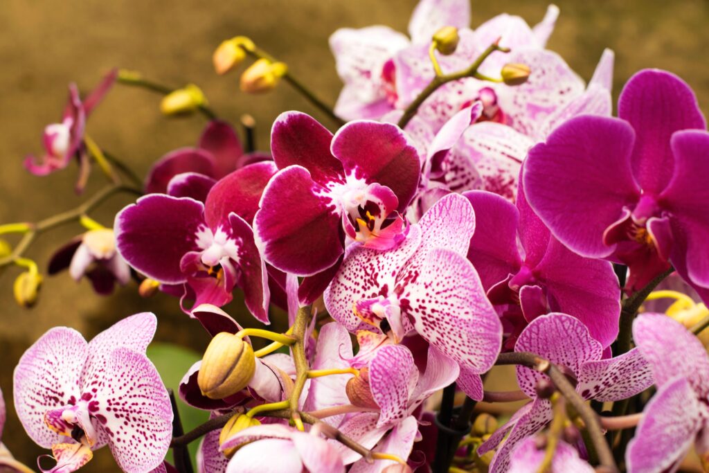 orquidea-flores-mexico
